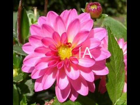 LAS FLORES MAS HERMOSAS - YouTube