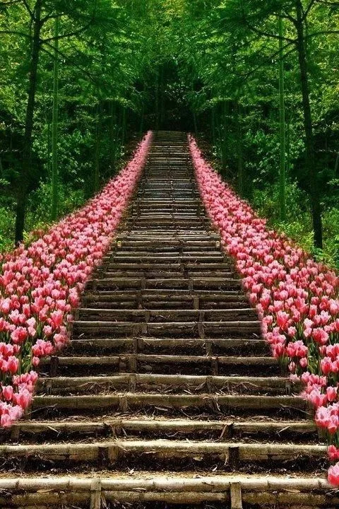 flores hermosos | Tumblr