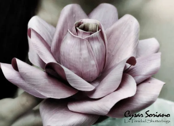 Cómo hacer flores con hojas de maíz | diarioartesanal