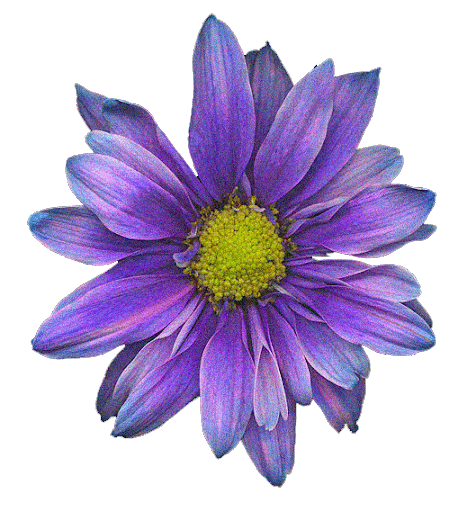 6 Flores Imagenes Gifs en Movimiento - rHedBuscando 6 Flores Imagenes Gifs en Movimiento - rHedBuscando