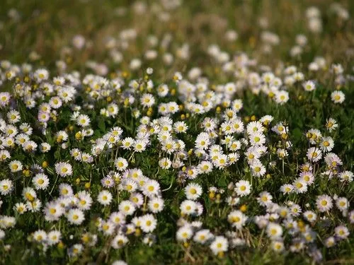 Flores – Sukiweb.