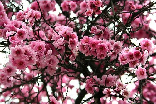 Flores de invierno: las amo! - Zancada: Cosas de minas Flores de invierno: las amo! - Zancada: Cosas de minas