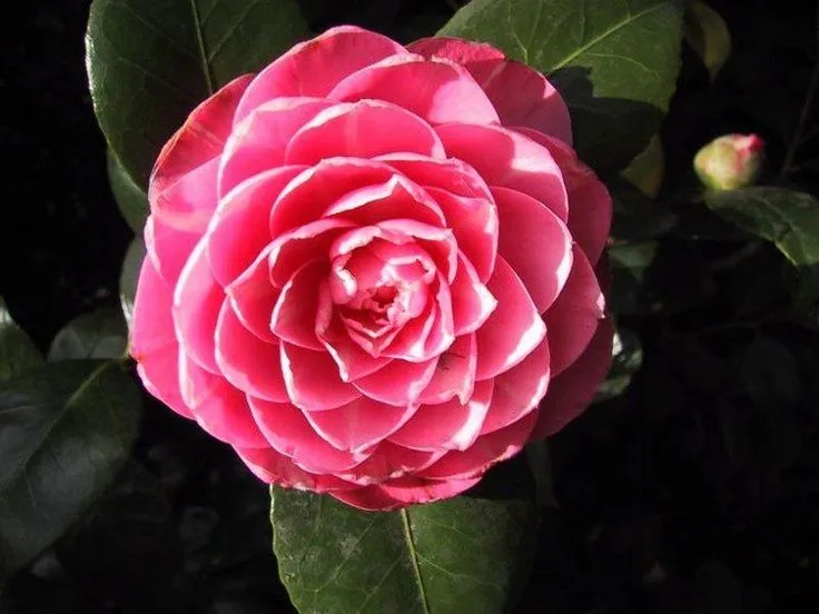 Flores de Japon on Pinterest | Sons, Chaenomeles and Prunus