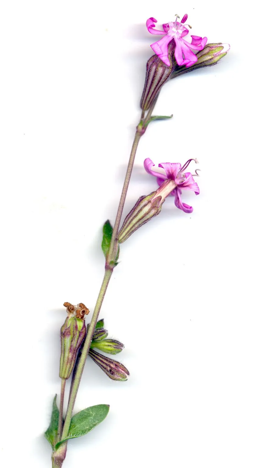 tambien hay algunas flores de jara pero muy pocas la