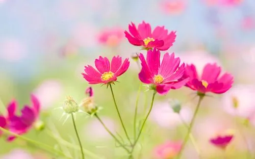 Flores del jardín (7 wallpapers de 1920x1080) | Banco de Imagenes Flores del jardín (7 wallpapers de 1920x1080) | Banco de Imagenes