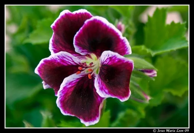 Flores | Jesus Maria Leon