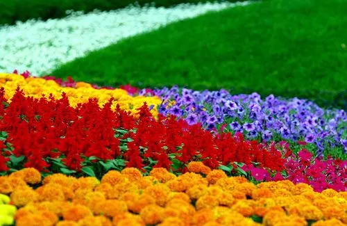 Flores | jlorences
