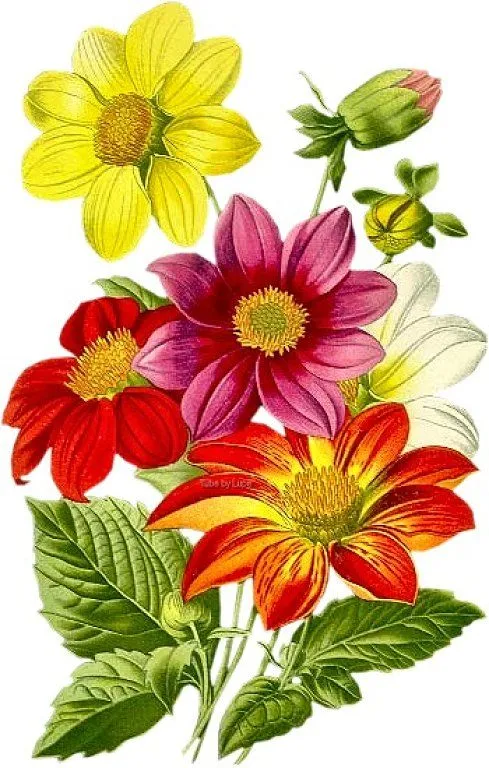 laminas decoupage rosas (4) | Aprender manualidades es facilisimo.com