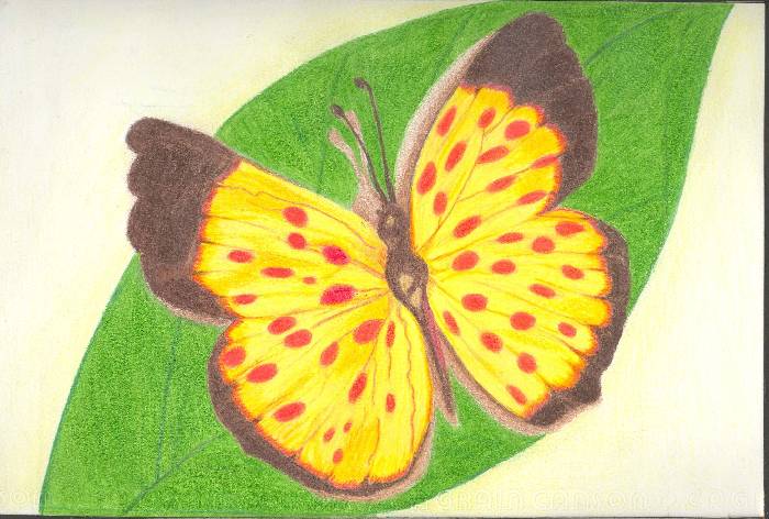 Mariposas a lapiz de color - Imagui