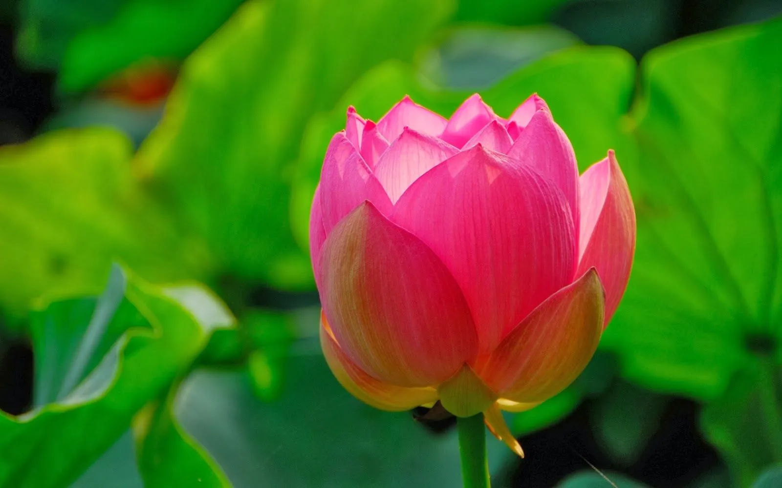 Flores lindas del mundo | Fotos Bonitas de Amor | Imágenes Bonitas ...