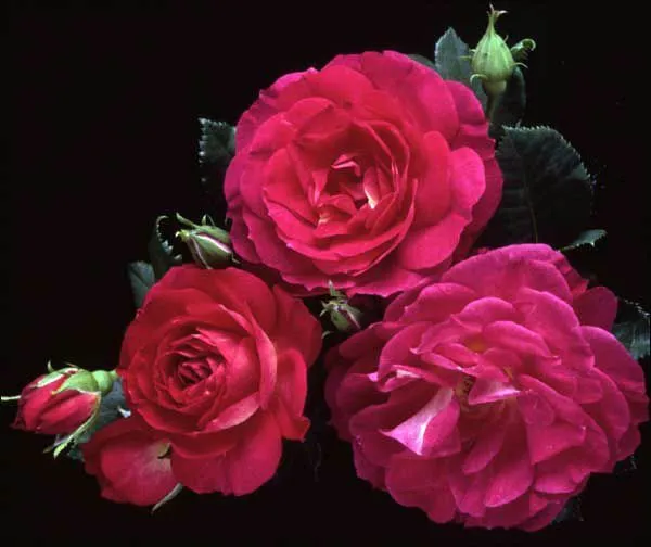 FLORES LINDAS ROSAS :: Avaré - Guia Avaré Guia Oficial da Cidade ... FLORES LINDAS ROSAS :: Avaré - Guia Avaré Guia Oficial da Cidade ...