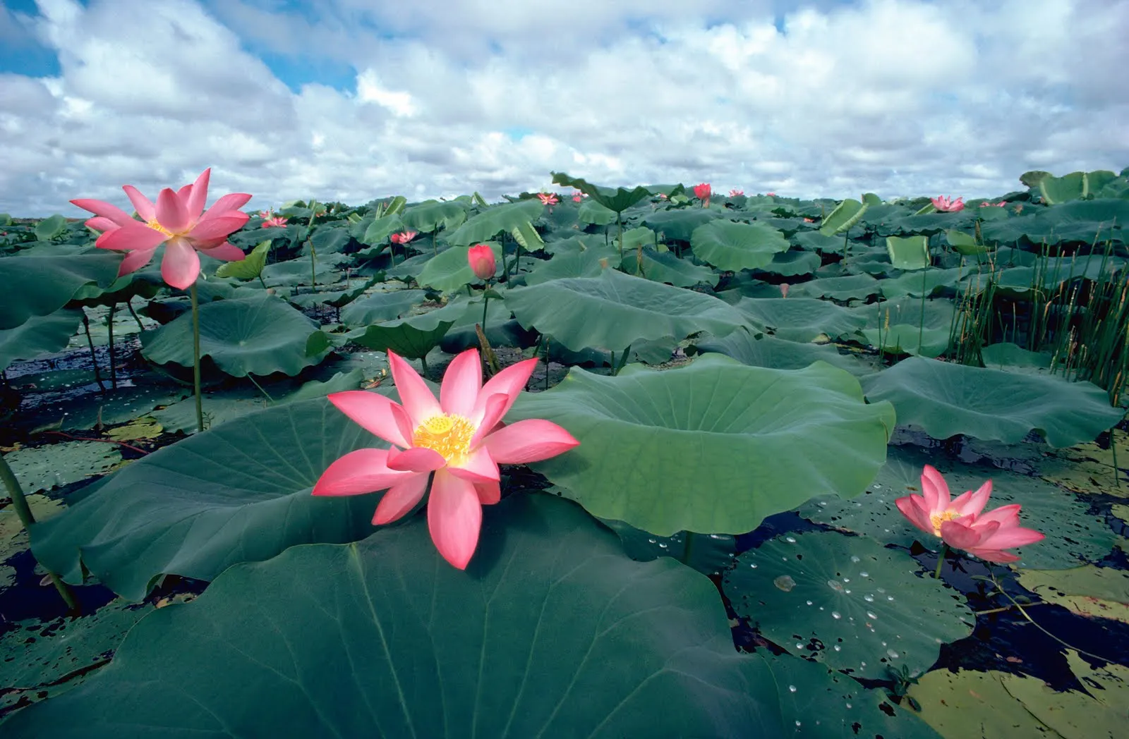 Flores de loto en el pantano - La belleza de los detalles | Banco ... Flores de loto en el pantano - La belleza de los detalles | Banco ...