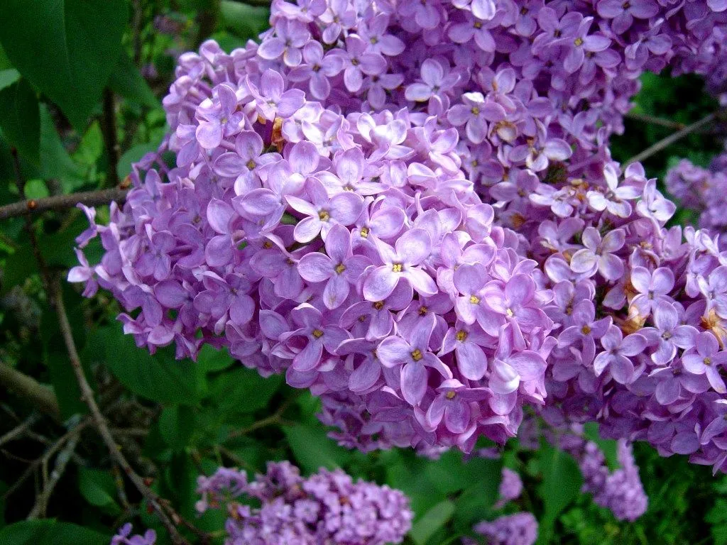 Flores Manolita: Lilas