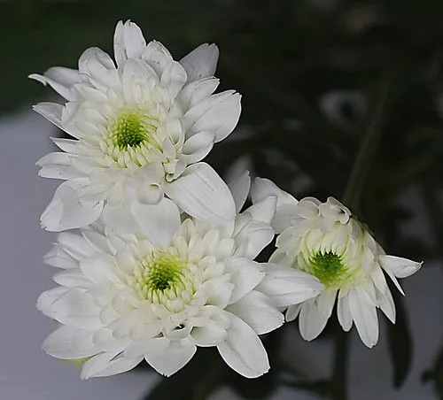 Flores de margaritas blancas.