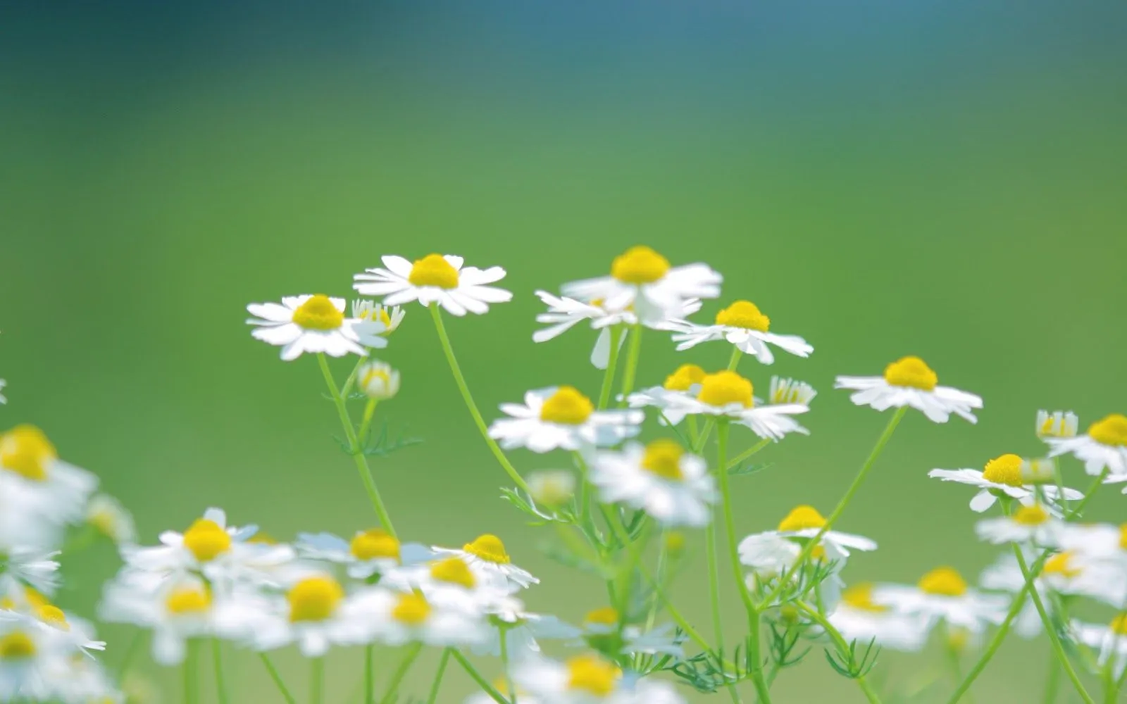 Flores de Margaritas Blancas - Fondos de Pantalla HD - Wallpapers HD Flores de Margaritas Blancas - Fondos de Pantalla HD - Wallpapers HD