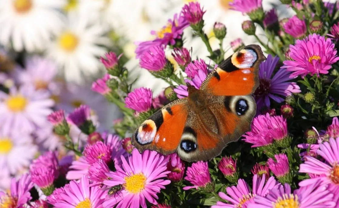 Flores con mariposa | Imágenes Arte Temático Flores con mariposa | Imágenes Arte Temático