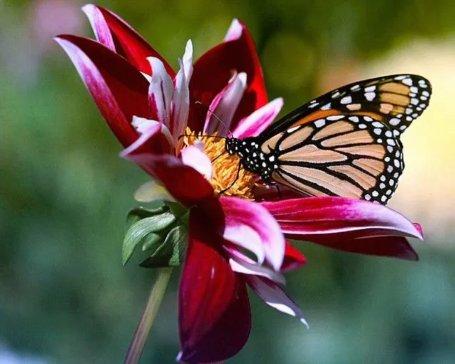 Flores y mariposas | Flickr - Photo Sharing!