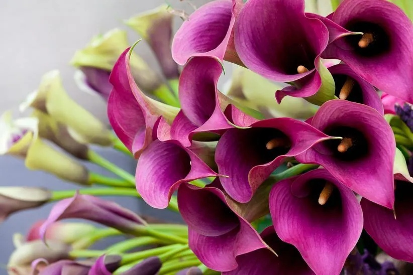 Las flores de matrimonio más conocidas
