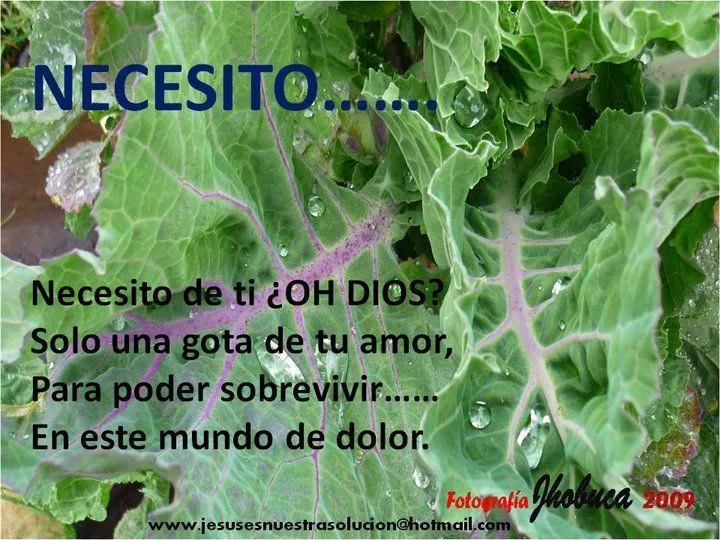 FLORES CON MENSAJES CRISTIANOS - Tarjetas - Postales - Wallpapers ...