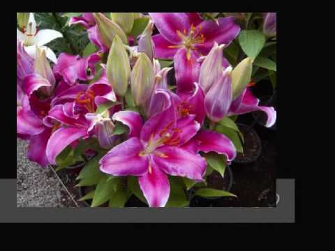 FLORES MEXICANAS 0001 - YouTube