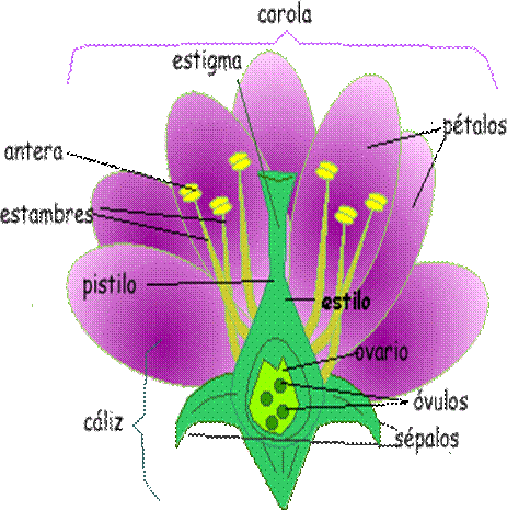 Las flores - Monografias.