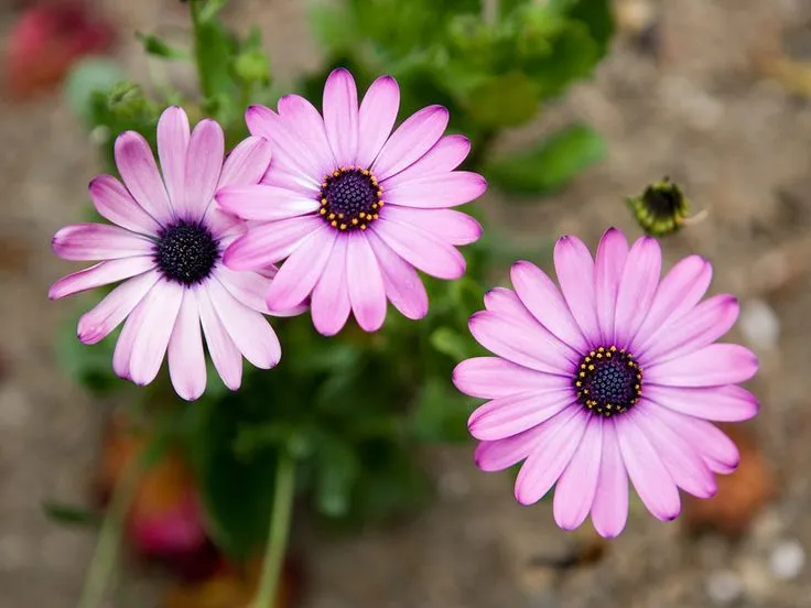 flores moradas muy bonitas | FLORES | Pinterest | Posts and Html