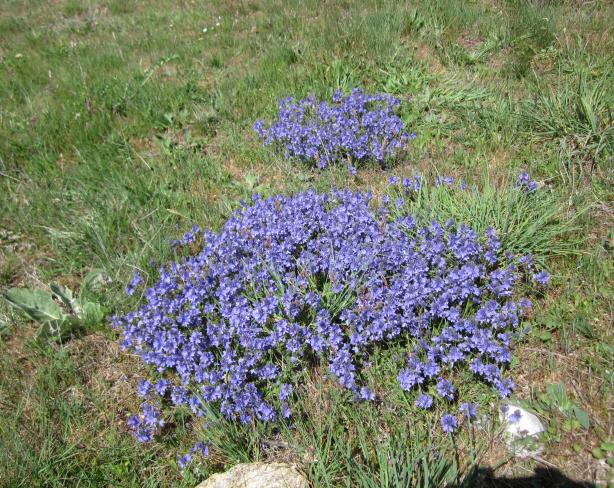 Flores moradas en el campo, ARCONES