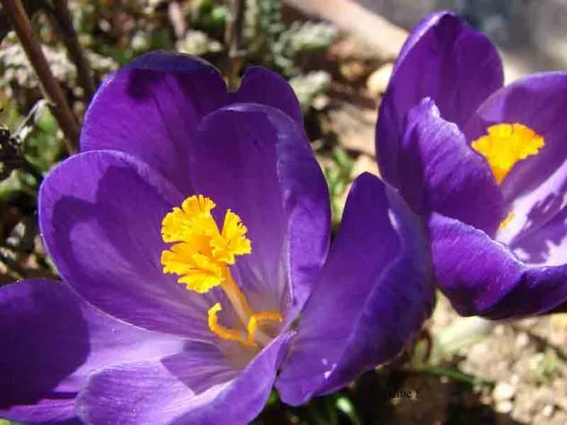 flores moradas, CERVERA DE BUITRAGO