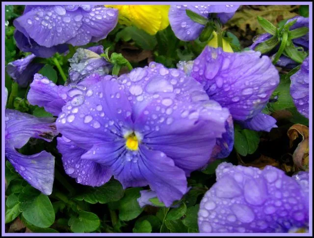 Flores moradas nombres - Imagui