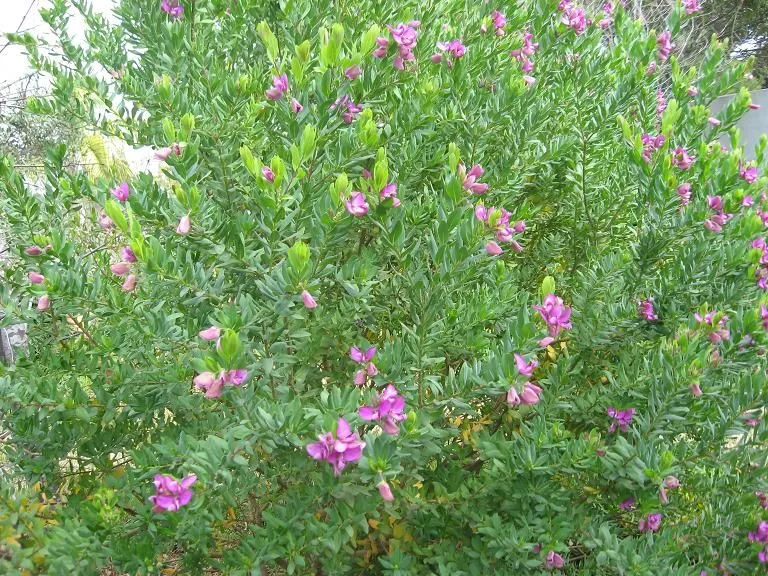 Dos con flores moradas invernales. - Foro de InfoJardín Dos con flores moradas invernales. - Foro de InfoJardín