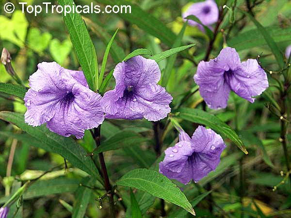 Flores moradas nombres - Imagui