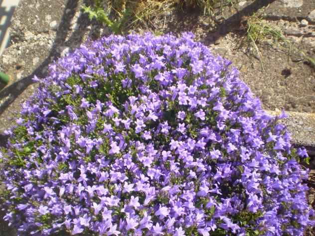 flores moradas, SAN MILLAN DE JUARROS