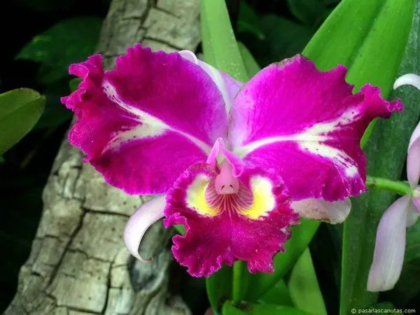 FLORES DEL MUNDO***: LAS BELLAS ORQUIDEAS TIENEN SU HISTORIA