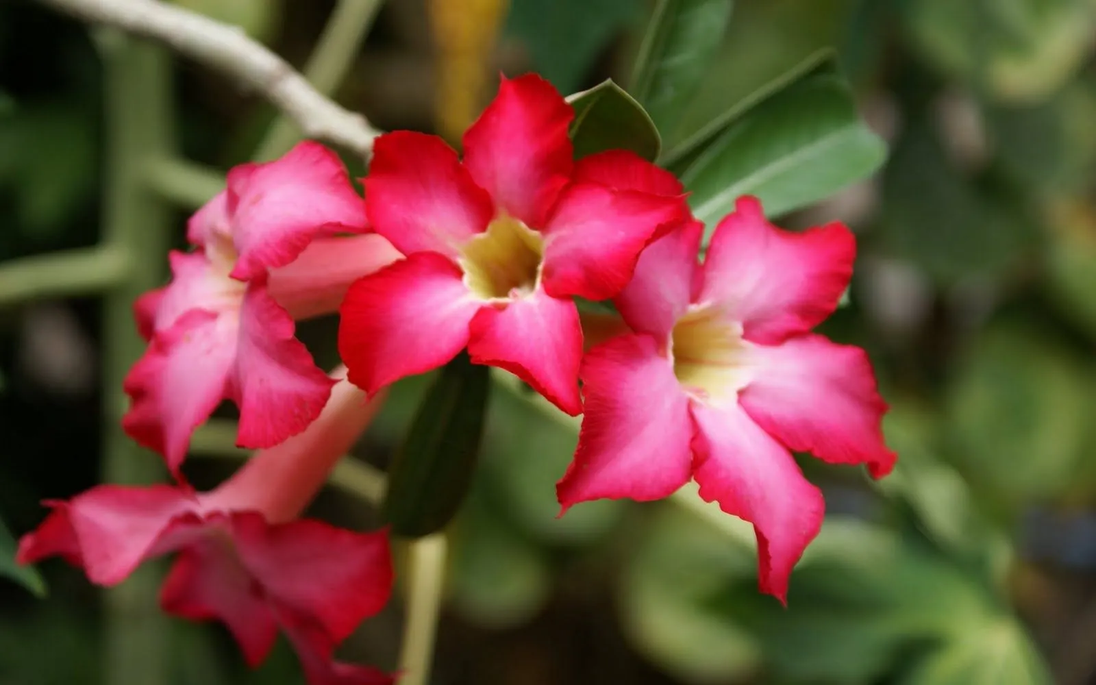 FLORES DEL MUNDO***: BELLOS FONDOS DE FLORES EXOTICAS FLORES DEL MUNDO***: BELLOS FONDOS DE FLORES EXOTICAS