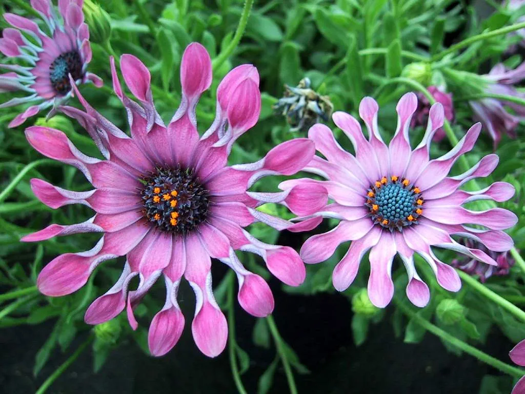 FLORES DEL MUNDO***: BELLOS FONDOS DE FLORES EXOTICAS FLORES DEL MUNDO***: BELLOS FONDOS DE FLORES EXOTICAS
