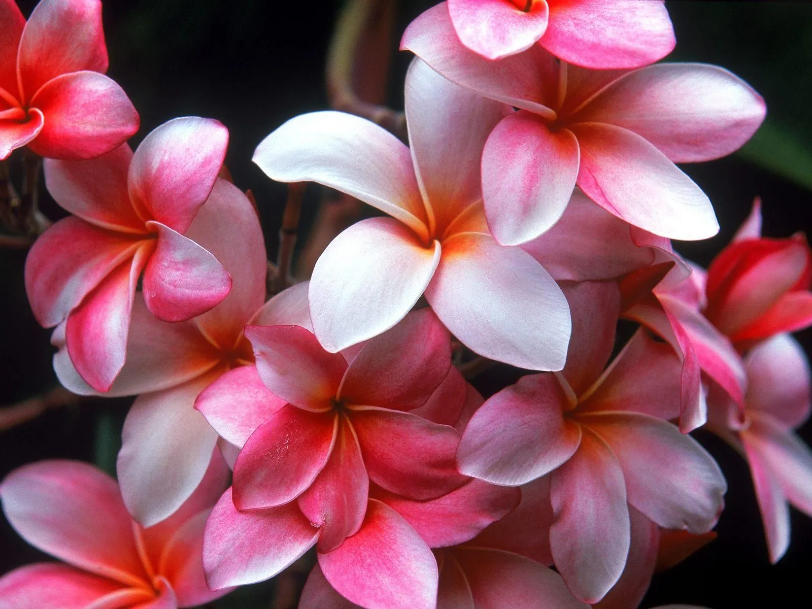 FLORES DEL MUNDO***: BELLOS FONDOS DE FLORES EXOTICAS FLORES DEL MUNDO***: BELLOS FONDOS DE FLORES EXOTICAS
