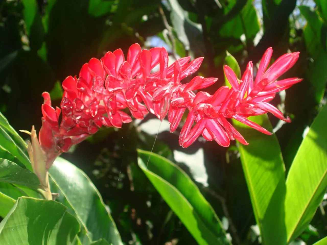 FLORES DEL MUNDO***: BELLOS FONDOS DE FLORES EXOTICAS FLORES DEL MUNDO***: BELLOS FONDOS DE FLORES EXOTICAS