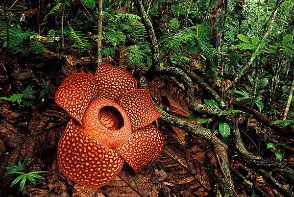 Las flores más grandes del mundo… y las que peor huelen ...