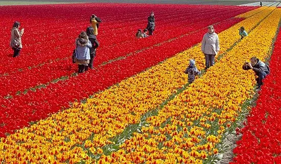 Flores na Holanda | Flores e Flores