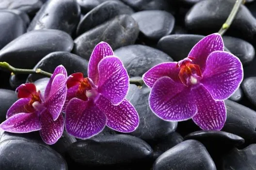 Flores negras y moradas - Imagui