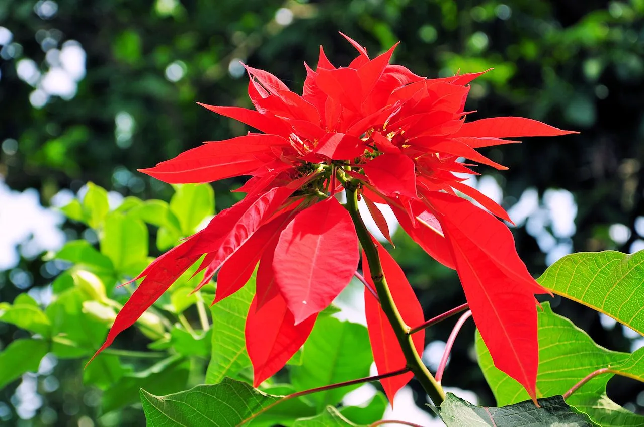 Flores de nochebuena imagenes - Imagui