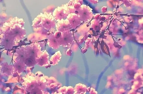 Flores Facebook Tumblr Rosas Las Fotos De 755 Thumbjpg Pictures Flores Facebook Tumblr Rosas Las Fotos De 755 Thumbjpg Pictures