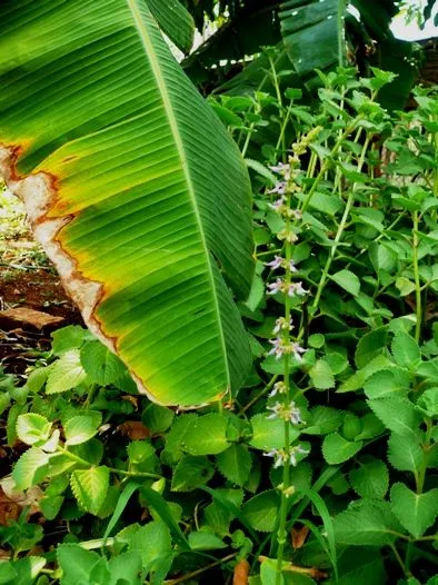 flores de orégano « En clave de haiku