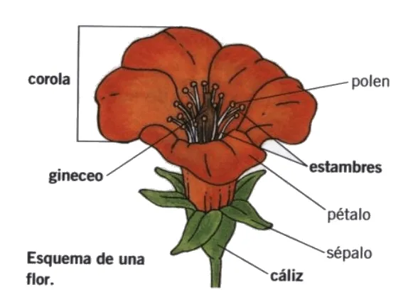 Las flores, los órganos reproductores de las plantas ... Las flores, los órganos reproductores de las plantas ...