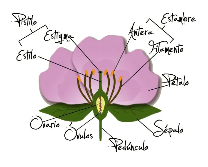 Las flores, los órganos reproductores de las plantas ... Las flores, los órganos reproductores de las plantas ...