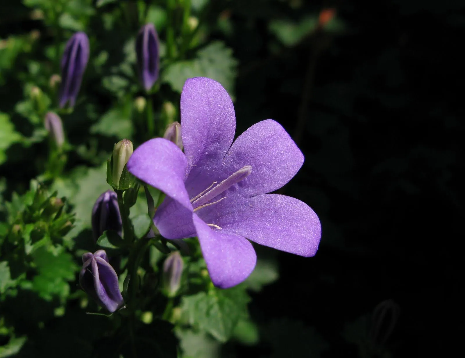 Flores y Palabras: Flor lila