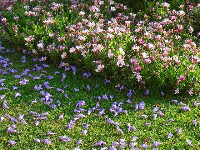 Flores en el pasto | Flickr - Photo Sharing!