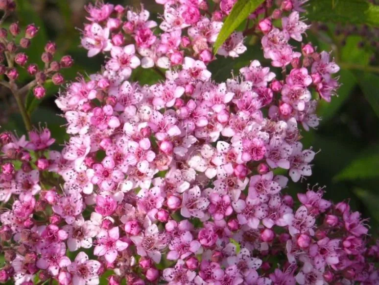 flores pequeñas y color violeta - Foro de InfoJardín flores pequeñas y color violeta - Foro de InfoJardín