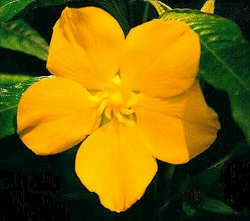 Flor cinco pétalos - Imagui