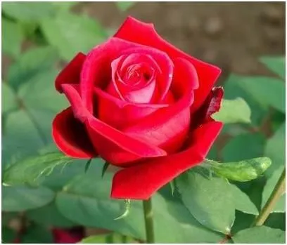 Flores y plantas Hermosas: Significado de las Rosas Flores y plantas Hermosas: Significado de las Rosas